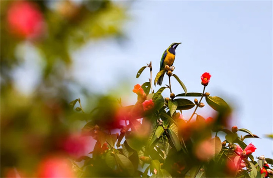 茶花泉